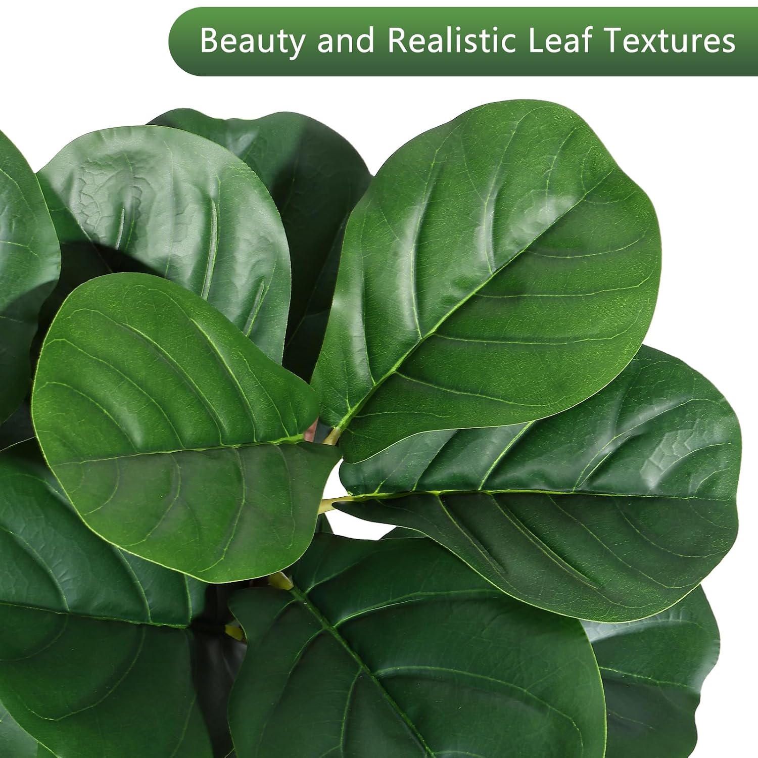 ต้นไทรใบฟิดเดิล ขนาด 4 ฟุต แบบ - Ficus Lyrata Tree บทวิจารณ์และราคา